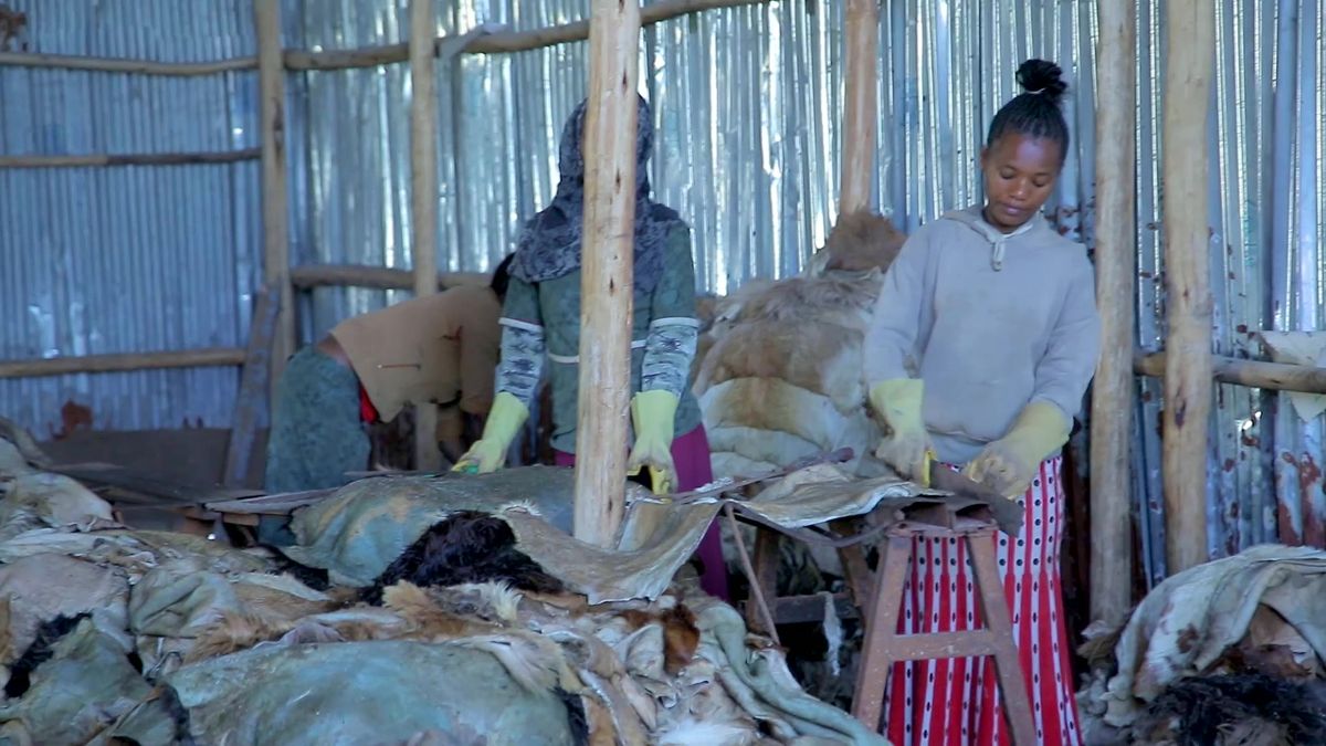 Raw goat and sheep skins being selected by hand